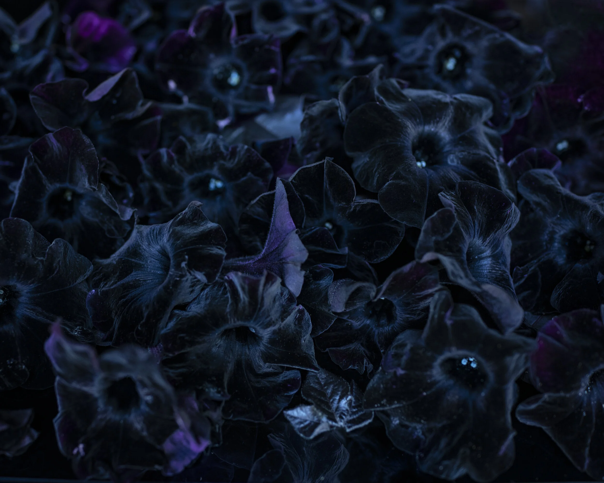 リトグラフ The Procession 1973 Harvey Miller Humble-Harve-300x160.jpg